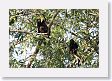 SelvaVerde - 137 * Howler monkey * Howler monkey